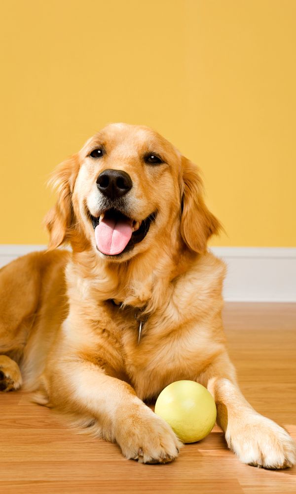 Golden Retriever with a ball on a wood floor