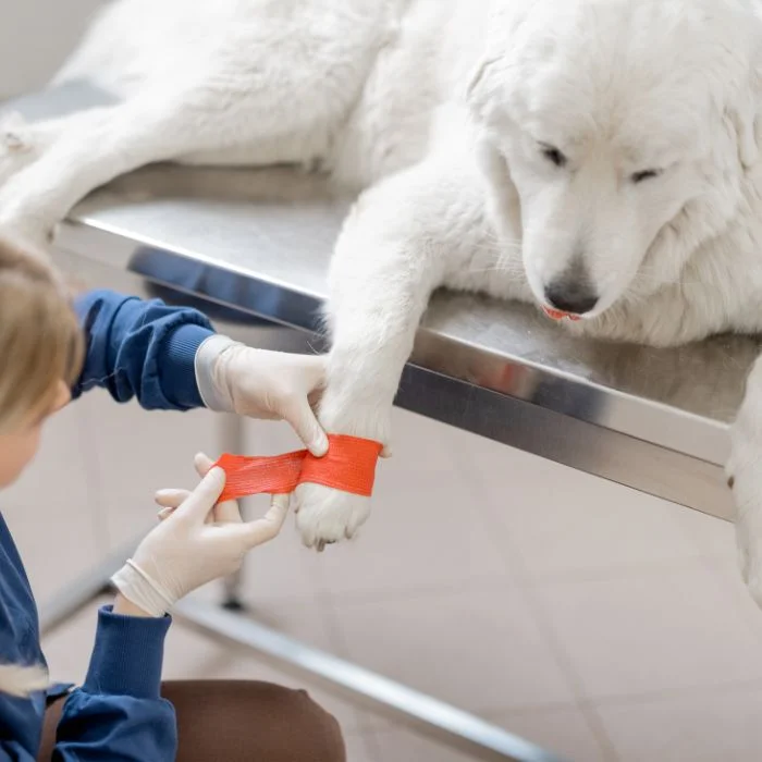 A large white dog getting its paw bandaged