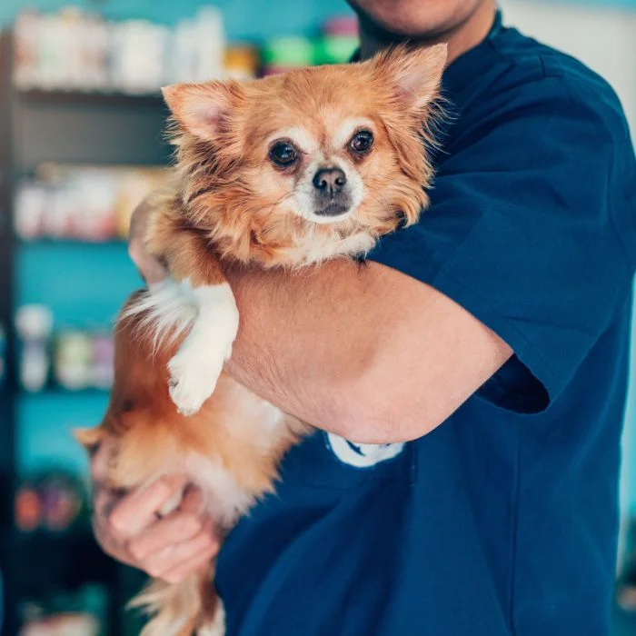 A small tan dog being held by a veterinarian