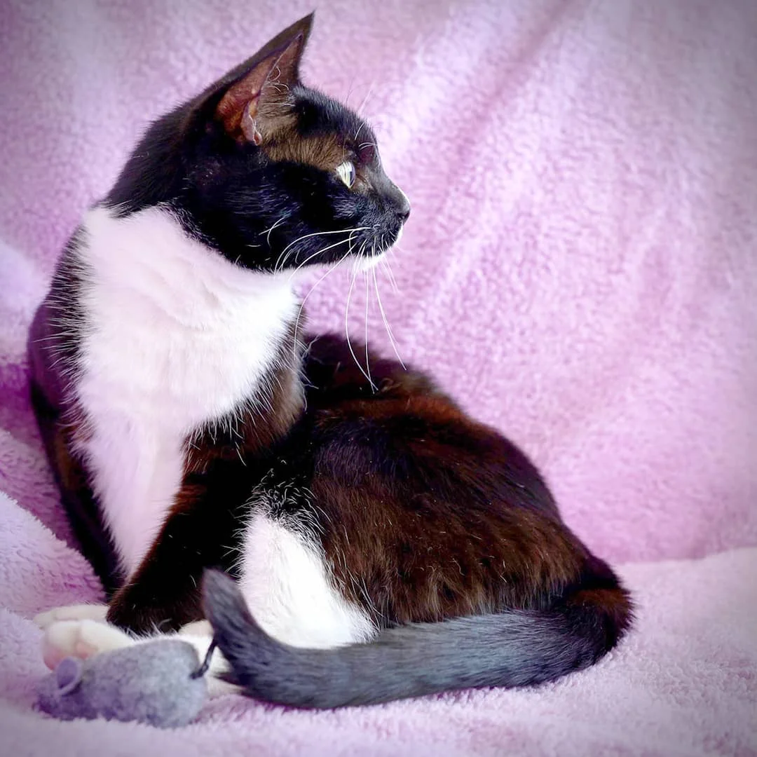 A black and white cat sitting on a pink blanket, looking off to the side.