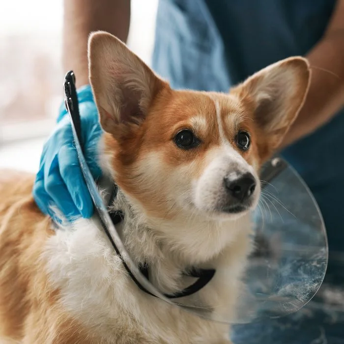 A vet holds a tablet showing an X-ray