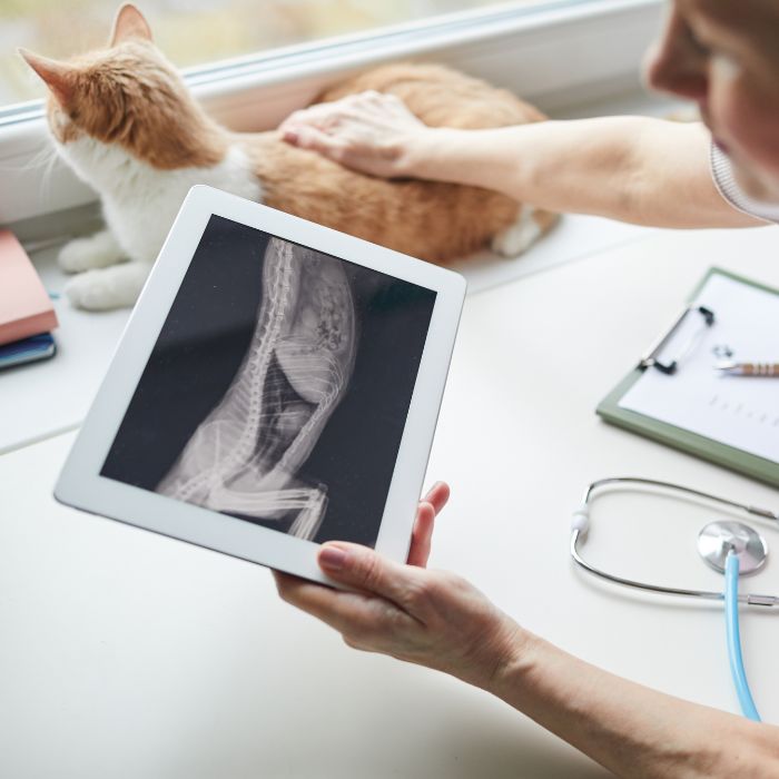 A vet holds a tablet showing an X-ray
