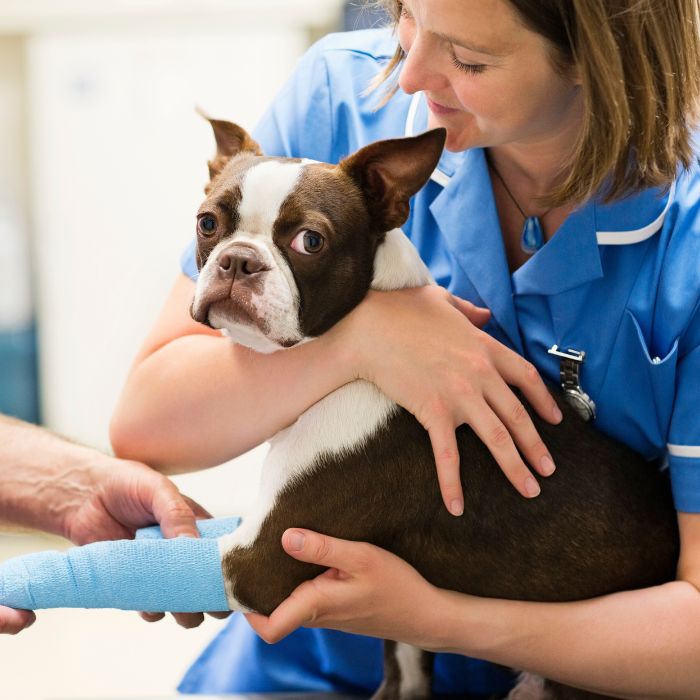 A Boston Terrier is held by a person in blue scrubs