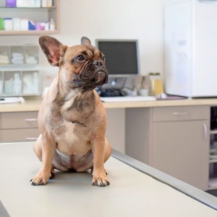 A fawn French Bulldog sitting on a vet's examination table