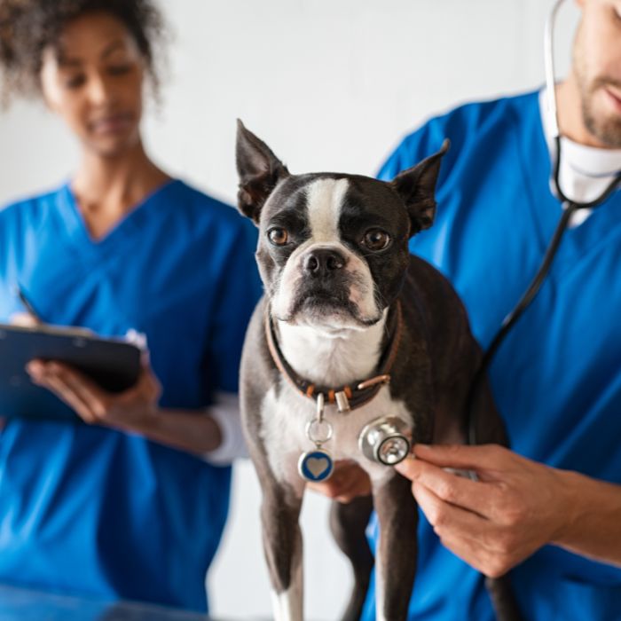 A Boston Terrier dog with a stethoscope held by a veterinarian