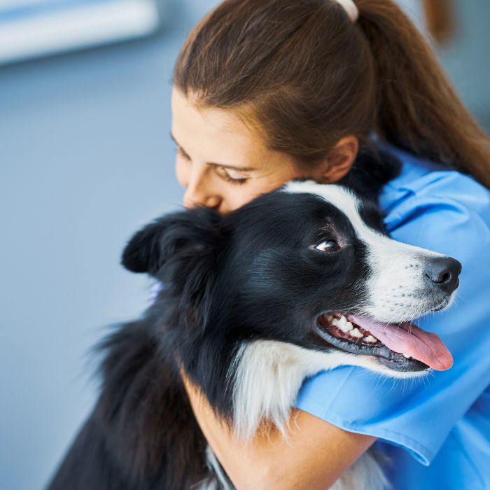 A happy black and white dog is being embraced by a vet