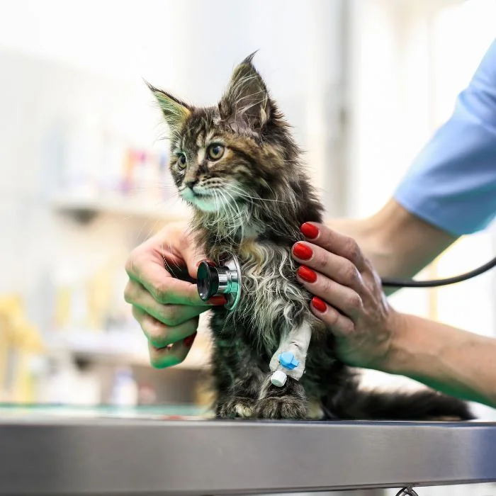 A young cat receiving care from a vet