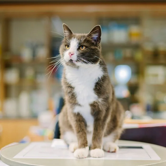 A brown and white cat sitting on a table