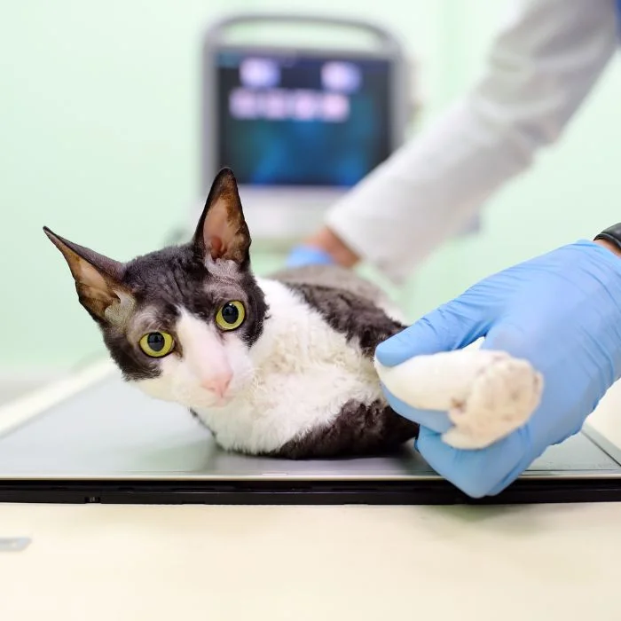 A vet holds a tablet showing an X-ray