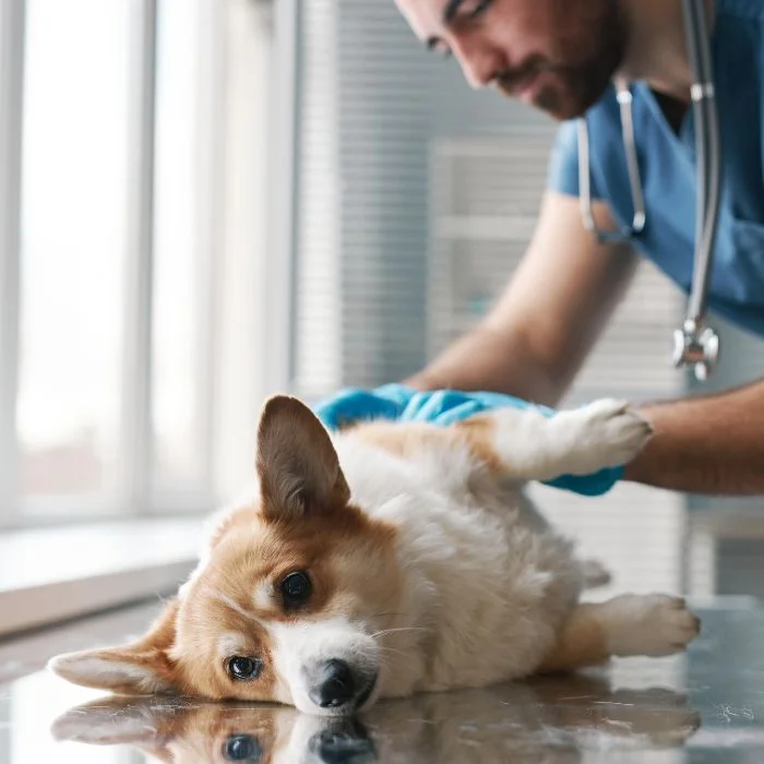 A vet holds a tablet showing an X-ray