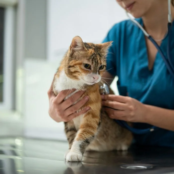 A cat at the vet
