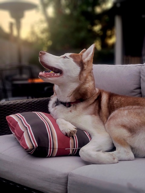 A husky relaxing on an outdoor couch at sunset.